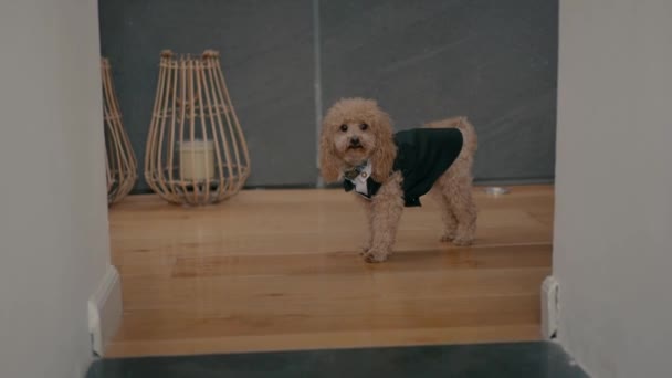 Ein Niedlich Verkleideter Hund Steht Hause Und Schaut Die Kamera — Stockvideo