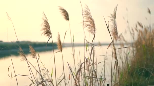 Sabahları Akşamları Gölün Kenarında Bir Çayır Yüksek Kaliteli Fullhd Görüntüler — Stok video