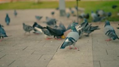Meydandaki güvercinler ekmek kırıntıları yer. Yüksek kaliteli FullHD görüntüler