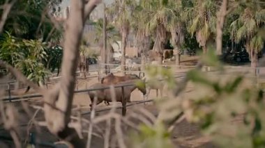 Bulanık ağaç dallarından çekilen ve doğal bir çerçeve etkisi yaratan otlakta duran atların yakın çekim görüntüsü. Çitin arkasında çiftlik hayvanlarının olduğu kırsal bölge..