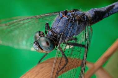 Yaprağın üzerinde oturan büyük mavi yusufçuk.