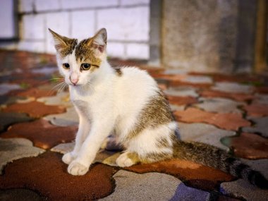 Gücenmiş kedi yavrusu kaldırımda oturuyor.