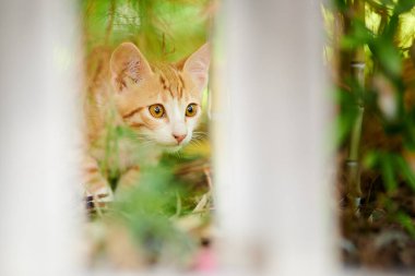 Küçük kırmızı kedi yavrusu çalıların arasında yürüyor.