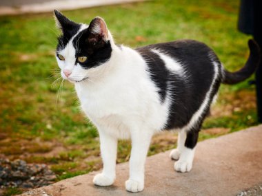 Kedi sokakta yürüyor