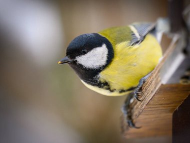 Tit sits on the feeder in the park in winter
