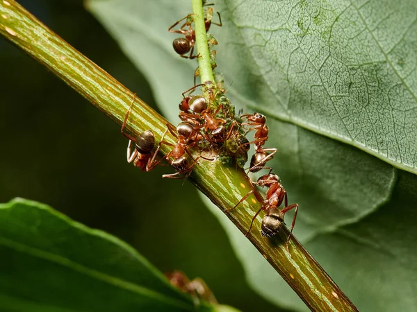 red ants are climbing on a plant