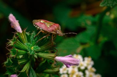 The brown bug is sitting on a plant