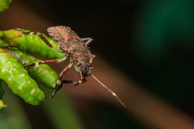 The brown bug is sitting on a plant