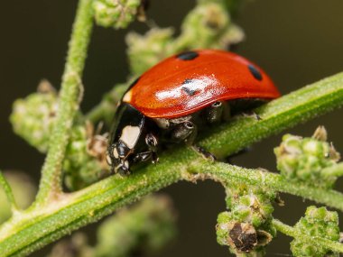 The ladybird is sleeping on a plant