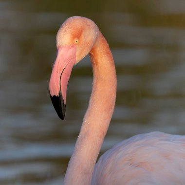 Güney Fransa, Camargue 'den Büyük Flamingo Phoenicopterus güllerinin yakın çekimi