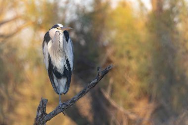 Gri Heron Ardea Cinerea Camargue, Güney Fransa