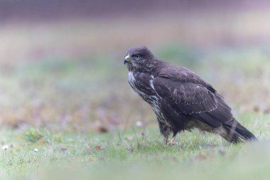 Yaygın Şahin Buteo buteo tünemesi ya da yere yakın görüş