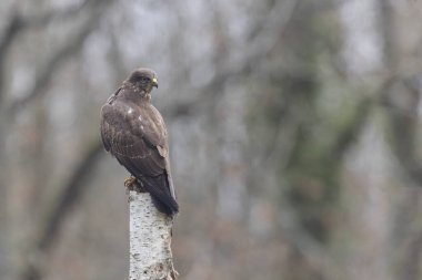 Yaygın Şahin Buteo buteo tünemesi ya da yere yakın görüş