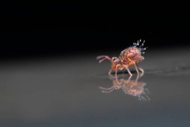 Küresel yay kuyruklu Dicyrtomina ornata çok yakından görülüyor