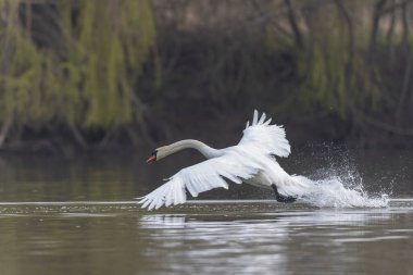 Dilsiz Kuğu Kuğu kokusu sabah erkenden havalanır.