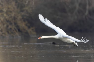 Dilsiz Kuğu Kuğu kokusu sabah erkenden havalanır.