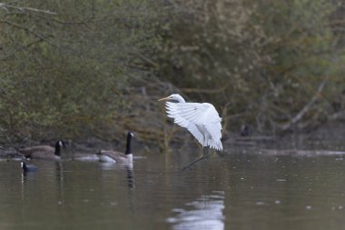 Orta Fransa 'da bir gölette Büyük Beyaz Egret Ardea alba
