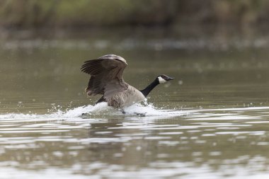 Kanada kaz inişi ya da sabah erkenden havalanma