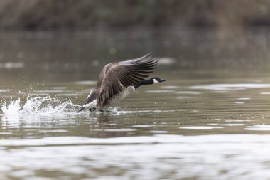 Kanada kaz inişi ya da sabah erkenden havalanma
