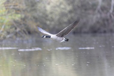 Kanada kaz inişi ya da sabah erkenden havalanma