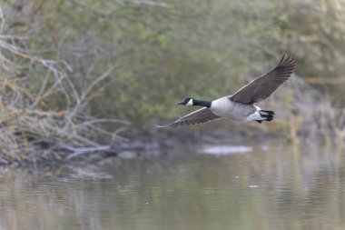 Kanada kaz inişi ya da sabah erkenden havalanma