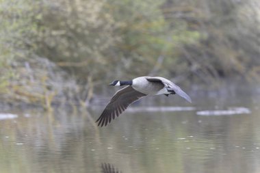 Kanada kaz inişi ya da sabah erkenden havalanma