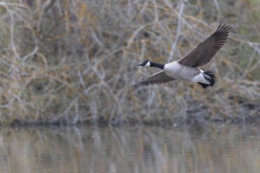 Kanada kaz inişi ya da sabah erkenden havalanma