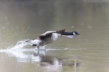 Kanada kaz inişi ya da sabah erkenden havalanma