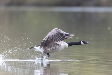 Kanada kaz inişi ya da sabah erkenden havalanma