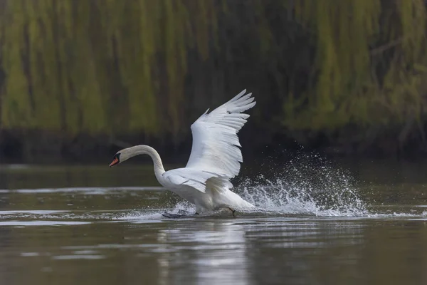 Cisne Mudo Cygnus Olor Decolando Uma Lagoa Início Manhã — Fotografia de Stock