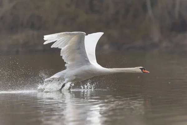 Cisne Mudo Cygnus Olor Decolando Uma Lagoa Início Manhã — Fotografia de Stock