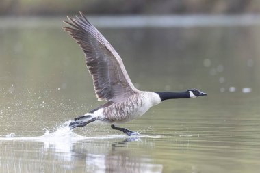 Kanada kaz inişi ya da sabah erkenden havalanma