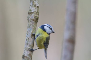 Blue Tit Cyanistes caeruleus perched on a dead branch