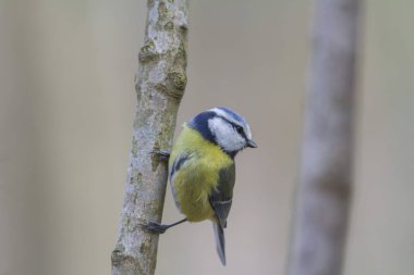 Blue Tit Cyanistes caeruleus perched on a dead branch