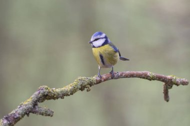 Blue Tit Cyanistes caeruleus perched on a dead branch