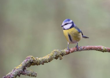 Blue Tit Cyanistes caeruleus perched on a dead branch