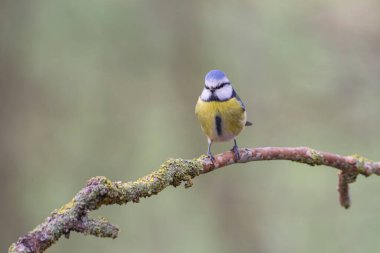 Blue Tit Cyanistes caeruleus perched on a dead branch