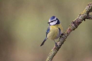Blue Tit Cyanistes caeruleus perched on a dead branch
