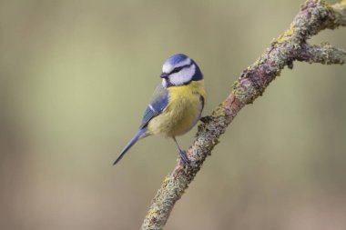 Blue Tit Cyanistes caeruleus perched on a dead branch