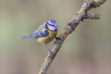 Blue Tit Cyanistes caeruleus perched on a dead branch