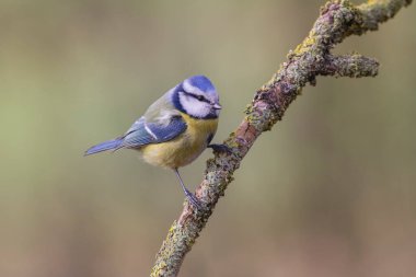 Blue Tit Cyanistes caeruleus perched on a dead branch