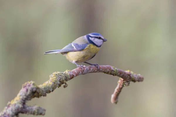 Blue Tit Cyanistes Caeruleus Perched Dead Branch — Stockfoto