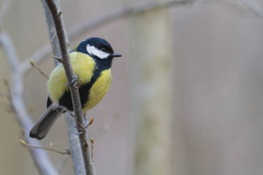 Great Tit Parus major, a passerine bird, perched