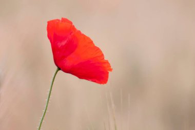 kırmızı gelincik papaver rhoeas ilkbaharda mısır tarlasında