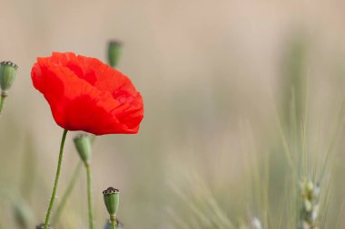 kırmızı gelincik papaver rhoeas ilkbaharda mısır tarlasında