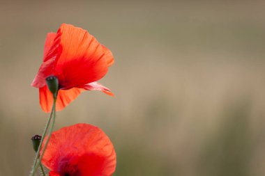 kırmızı gelincik papaver rhoeas ilkbaharda mısır tarlasında
