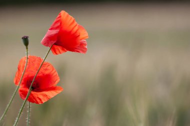 kırmızı gelincik papaver rhoeas ilkbaharda mısır tarlasında