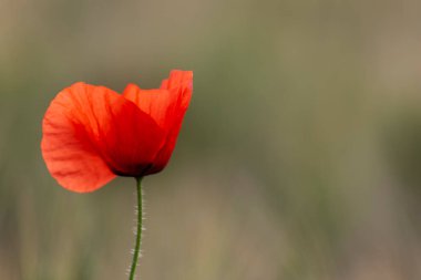 kırmızı gelincik papaver rhoeas ilkbaharda mısır tarlasında