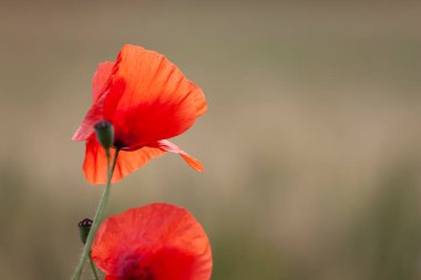 kırmızı gelincik papaver rhoeas ilkbaharda mısır tarlasında