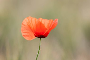 kırmızı gelincik papaver rhoeas ilkbaharda mısır tarlasında